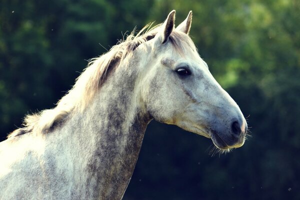 Cabeza de caballo blanco con melena peinada