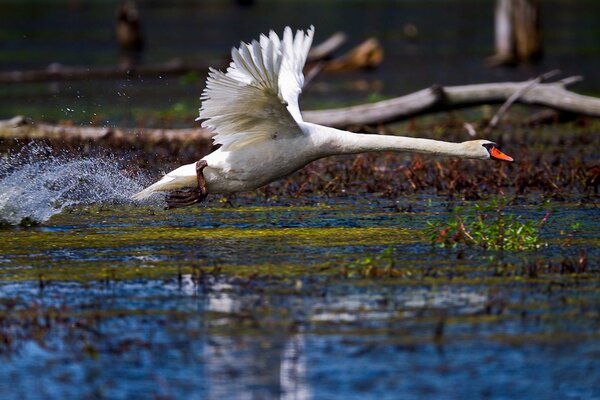 A white swan takes off from the surface of the water