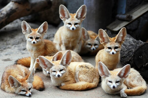 Big-eared animals - foxes and foxes