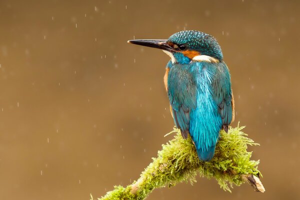 Un uccello con un piumaggio blu brillante si siede sul bordo di un ramo sotto le gocce di pioggia