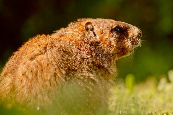 Marmotas en la naturaleza