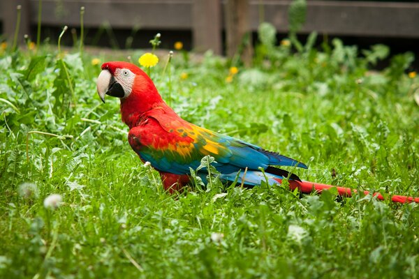 Macaw parrot on the lawn