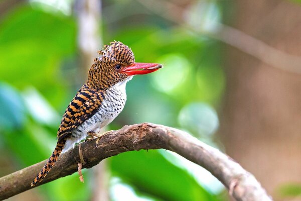 Un pequeño pájaro sostiene una presa en su pico