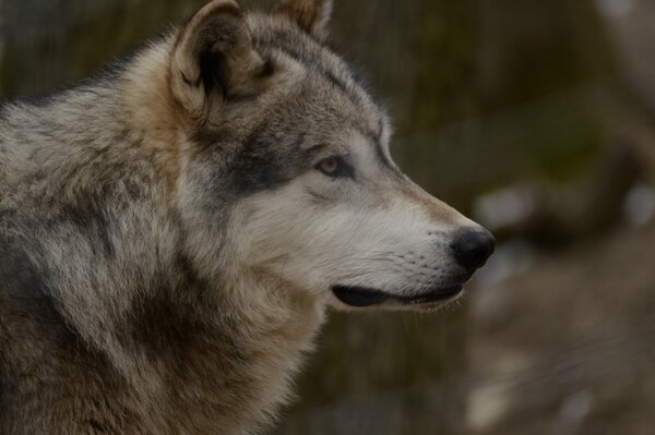 Gray wolf looks into the distance, predator close-up