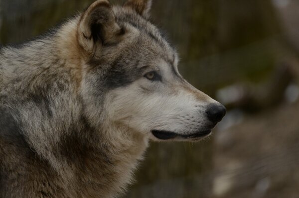Loup gris regardant au loin, gros plan de prédateur