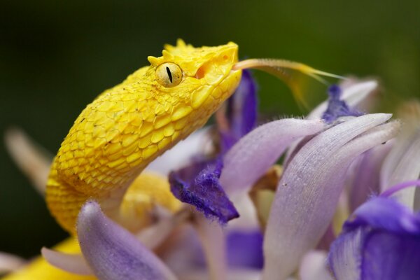 Schlegel s prehensile - tailed botrops is yellow