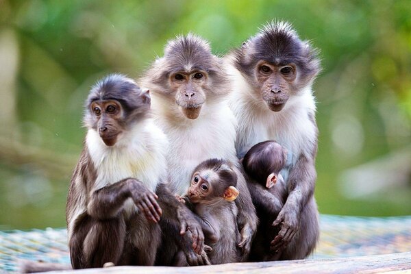 Famiglia di macachi assemblati mamma e bambini