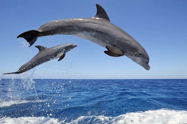 Splashing the sea and jumping dolphin ????