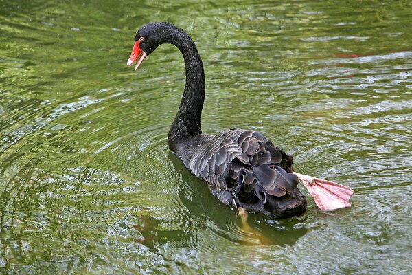 Schwan mit offenem Schnabel am Teich