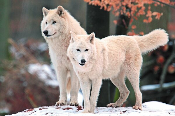 Die Familie der arktischen weißen Wölfe