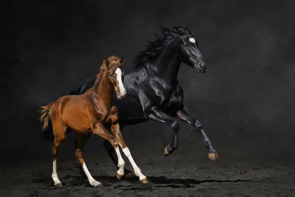 Un cheval et un Poulain courent sur le sol