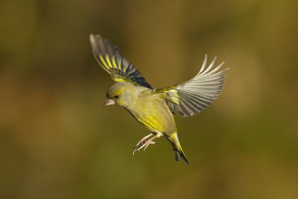 The green bird flaps its wings in flight