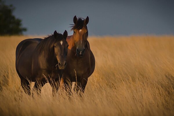 A pair of horses in a field of rye