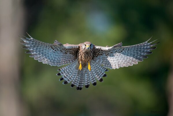 How wide is the wingspan of the kestrel bird