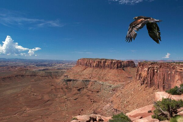 The bird flies over the canyon