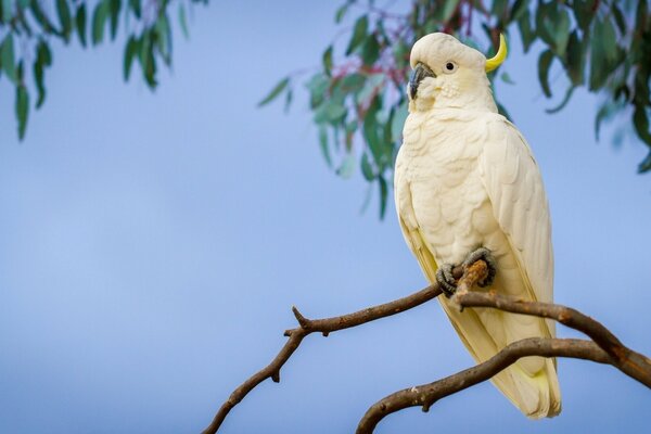 Cacatúa en una rama contra el cielo