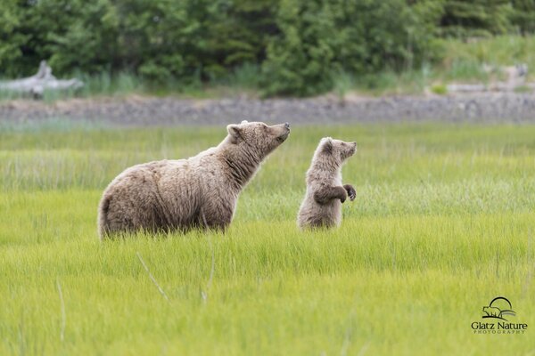 Una Osa con un oso en un Prado en un parque nacional