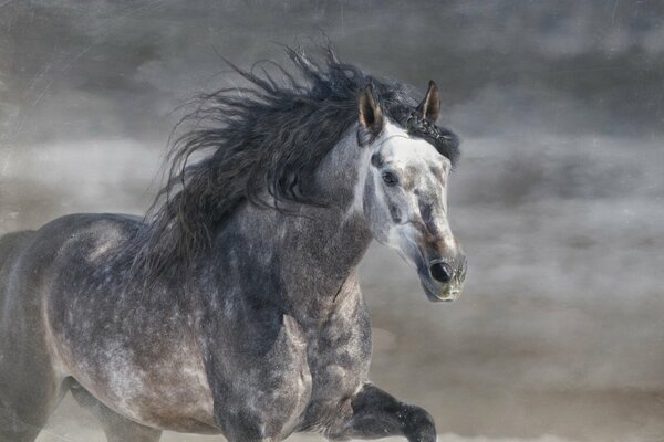 Grigio Stud con la criniera al galoppo