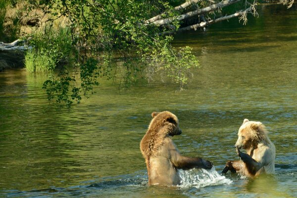 Two brown bear cubs splashing in the water