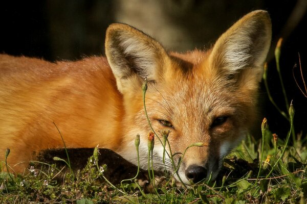 A red fox is resting in a clearing