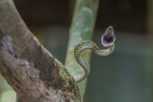 Il serpente attacca con la bocca aperta