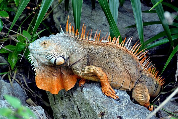 A green iguana is lying on a rock in the greenery