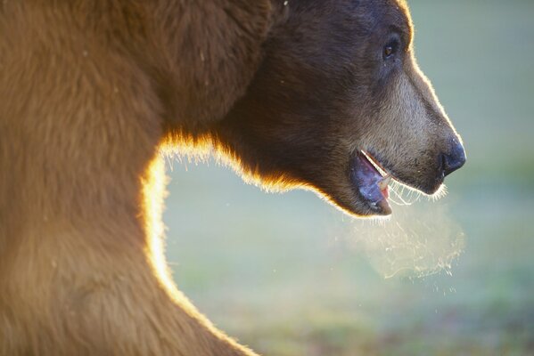 The muzzle of a brown bear on which the sun shines