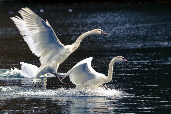 Schwäne mit offenen Flügeln am See