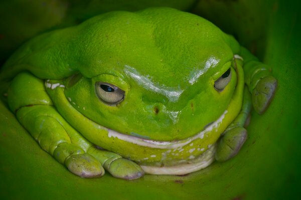 Beautiful light green Australian frog