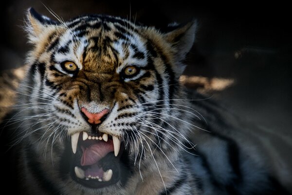 Potentes tigres gruñendo cerca