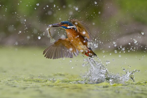 Foto Vogel jagt auf dem Wasser