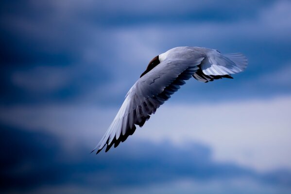 Foto de la naturaleza gaviota en el cielo