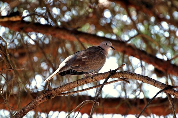 A turtledove bird sitting on a tree with a red tint