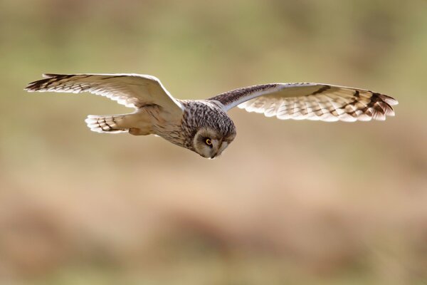 Bilder von der Natur Flug Eule