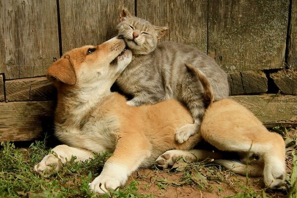 Mejores amigos cachorro y gatito