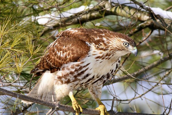 Red-tailed buzzard on a branch