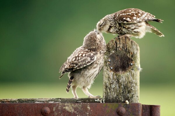 Owls kiss each other sweetly