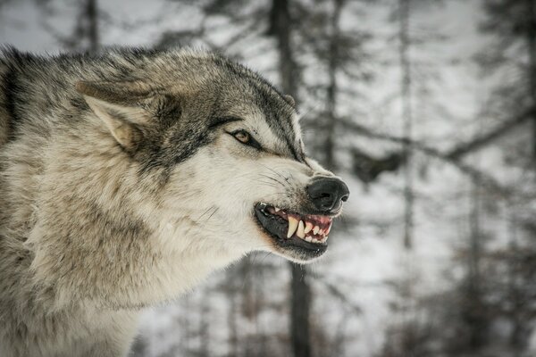 La sonrisa malvada del lobo en el perfil