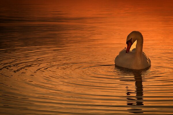 Beautiful swan at sunset