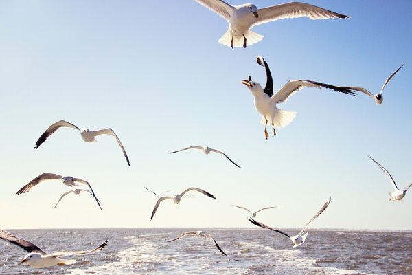 Flying over the sea , seagulls ????