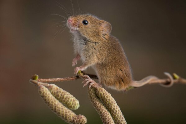 A charming little mouse settled on an alder twig