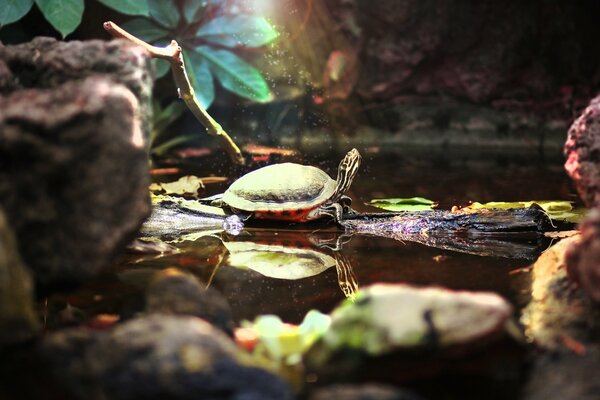 Süße Schildkröte wärmt sich in der Sonne im Teich