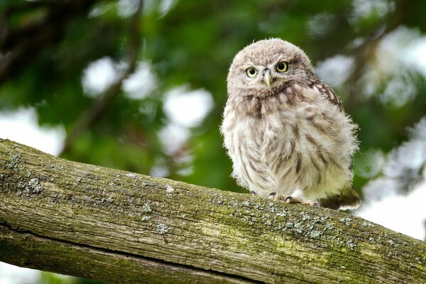 An owl chick is sitting on a branch