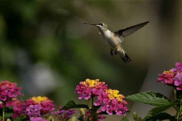 Un pequeño colibrí vuela entre la vegetación y las flores