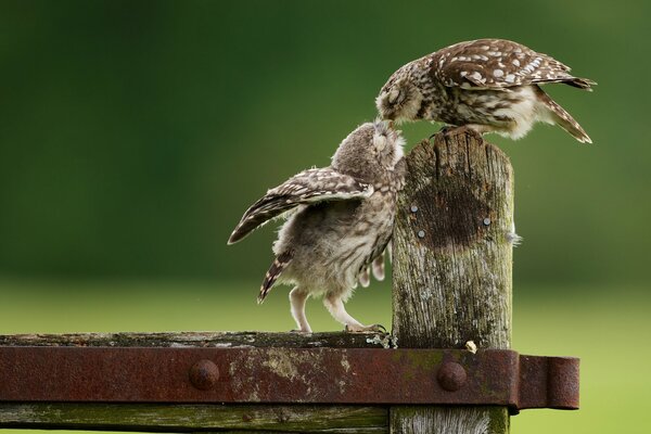 Two owl chicks on a green background