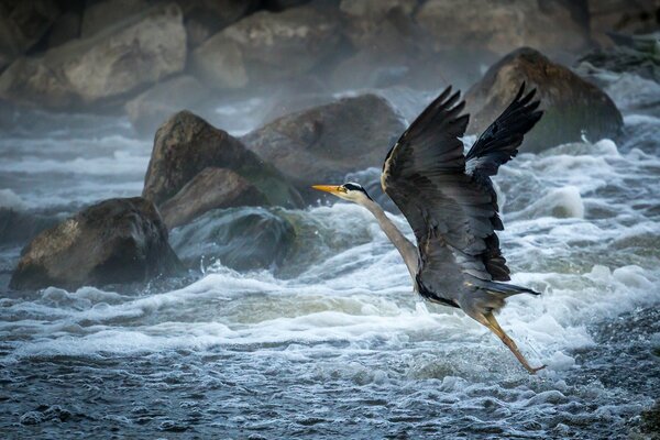 On a stone beach, a heron takes off over the waves