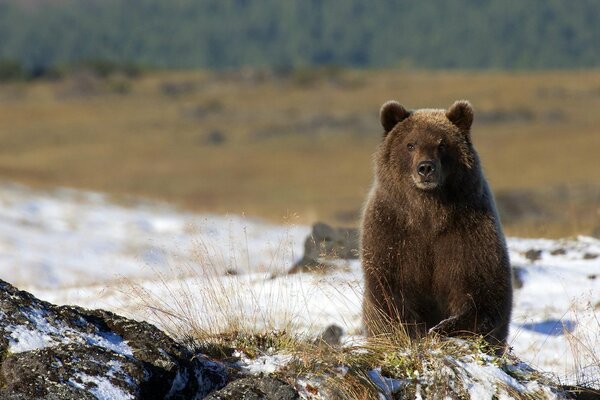 Lo sguardo fisso dell orso in lontananza