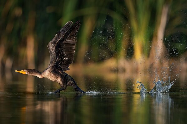 Spritzer von den Flügeln eines fliegenden Vogels