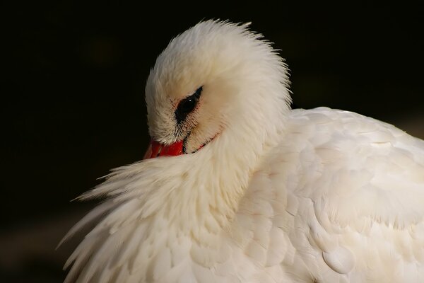 The duck hid its beak under its wing