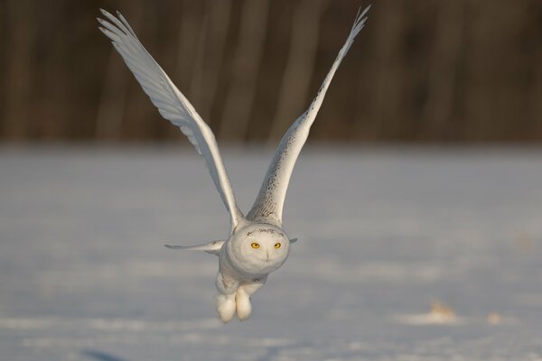 Gufo polare che vola sulla neve